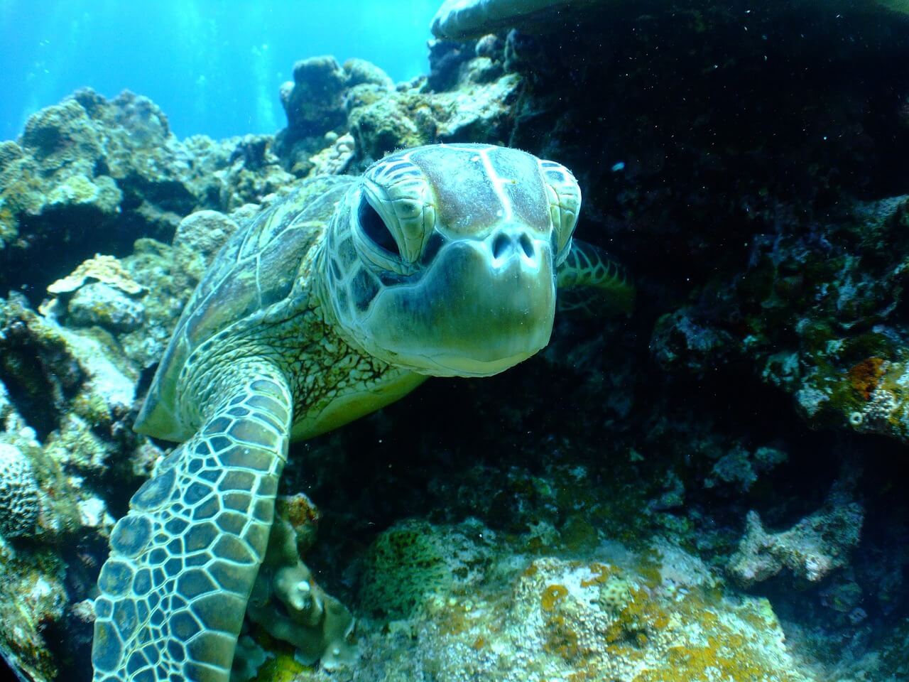 Enjoy Sea Turtle Season in Puerto Vallarta